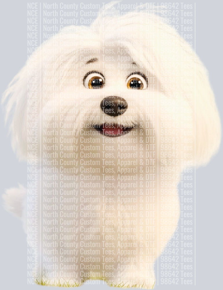 Coton de Tulear (2)