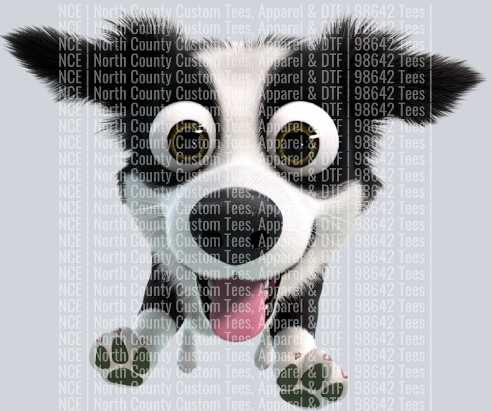 Border Collie (4)
