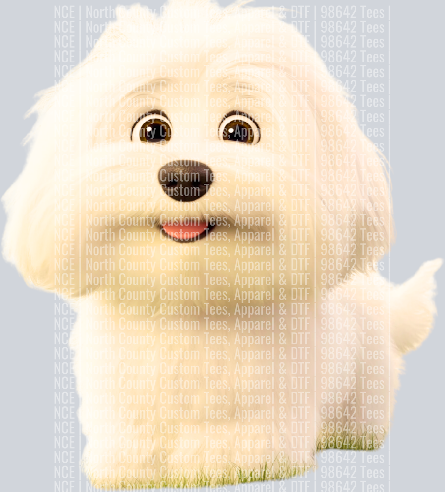 Coton de Tulear (3)