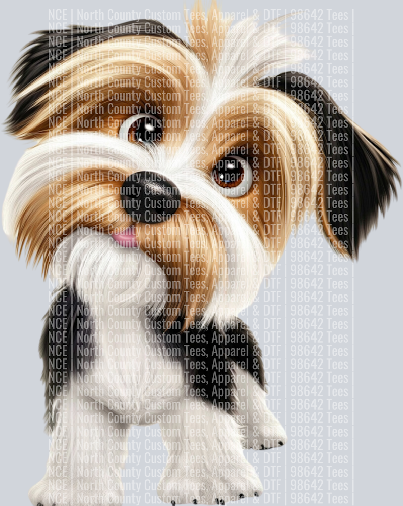Biewer Terrier (3)