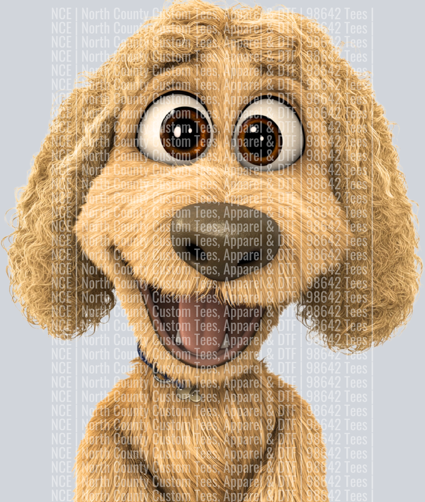 Labradoodle (3)