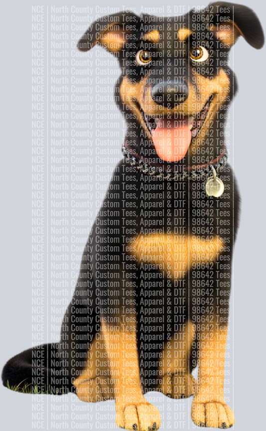 Beauceron (3)