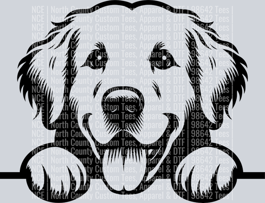 Golden Retriever Peeking 1229232