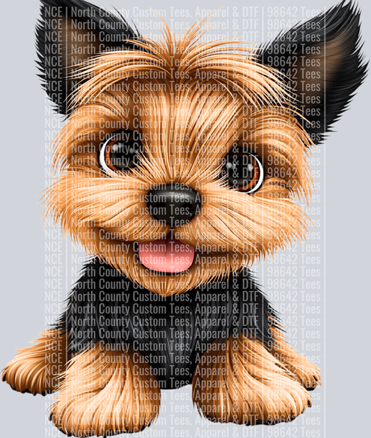 Silky Terrier