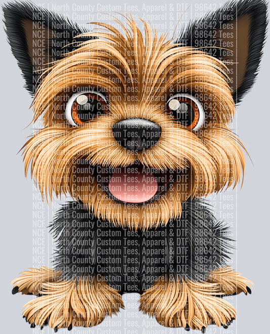 Silky Terrier (2)