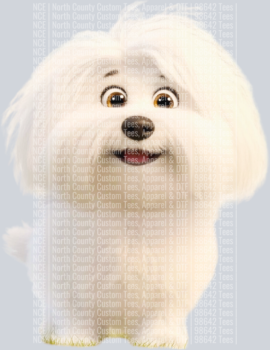 Coton de Tulear (2)