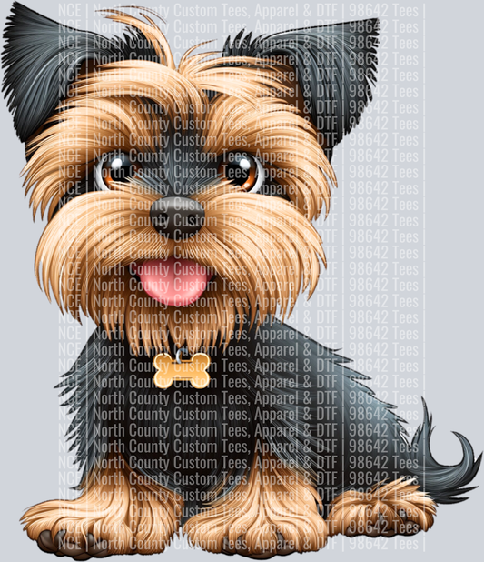 Silky Terrier (4)