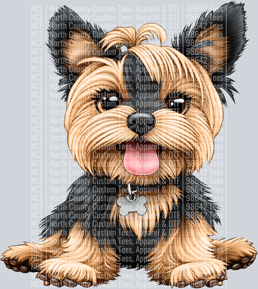 Silky Terrier (3)