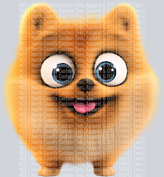 Pomeranian (2)