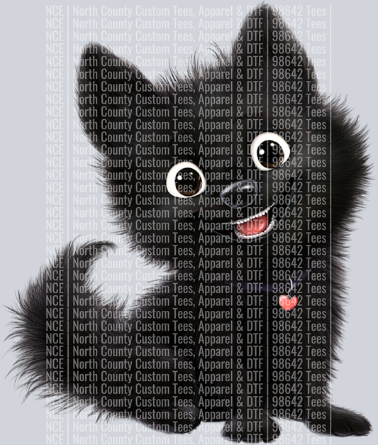 Schipperke (2)