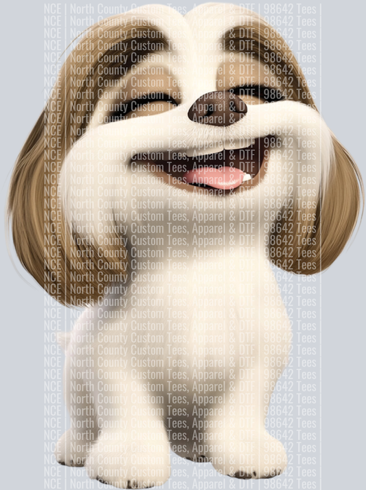 Lhasa Apso (2)