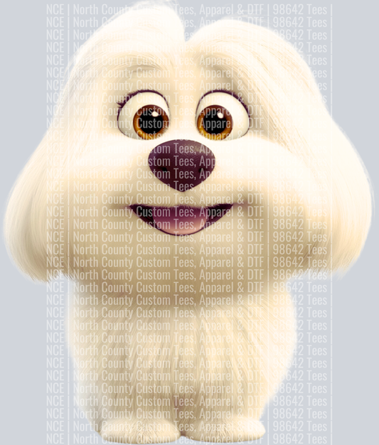Coton de Tulear (4)