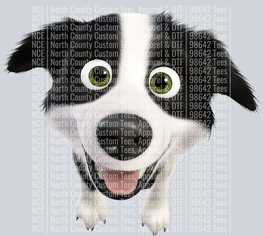 Border Collie (2)