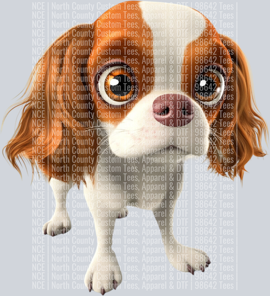 Cavalier King Charles Spaniel (3)