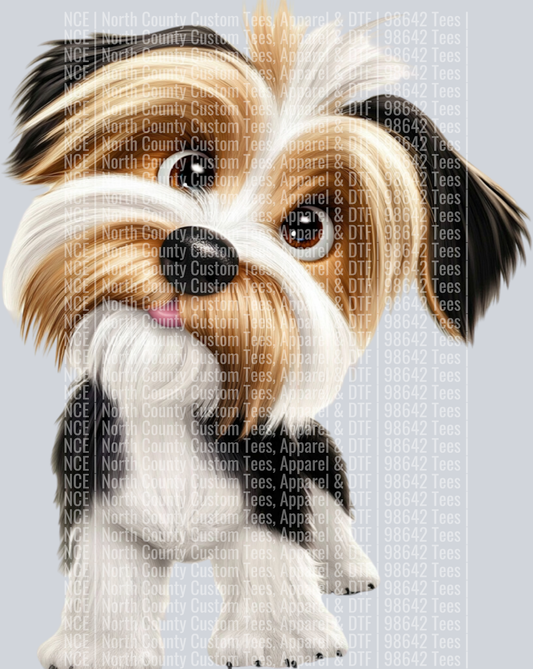 Biewer Terrier (3)