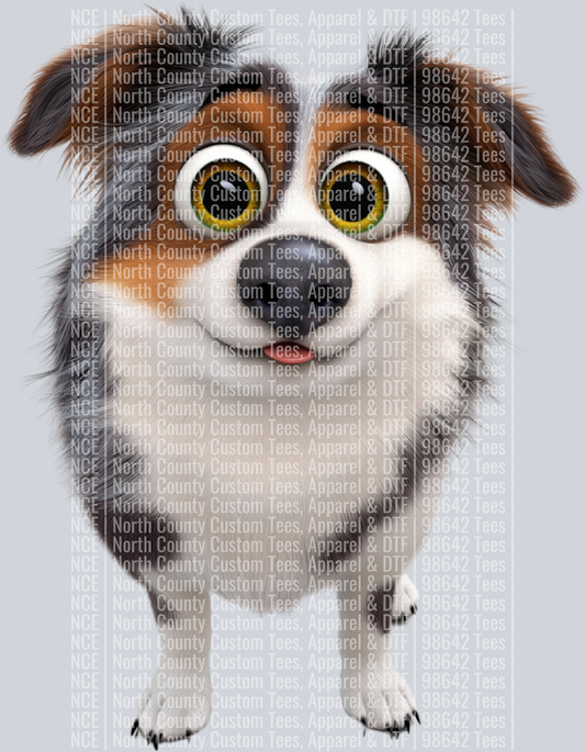 Australian Shepherd (3)