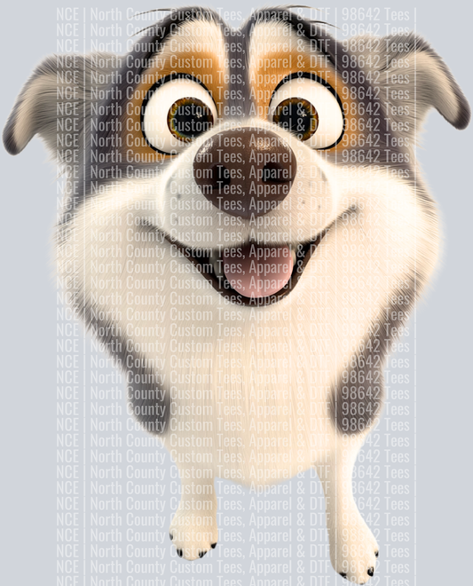Australian Shepherd (5)