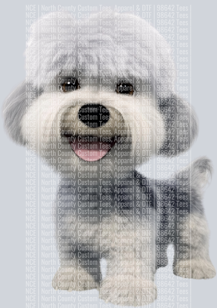 Dandi Dinmont Terrier (2)