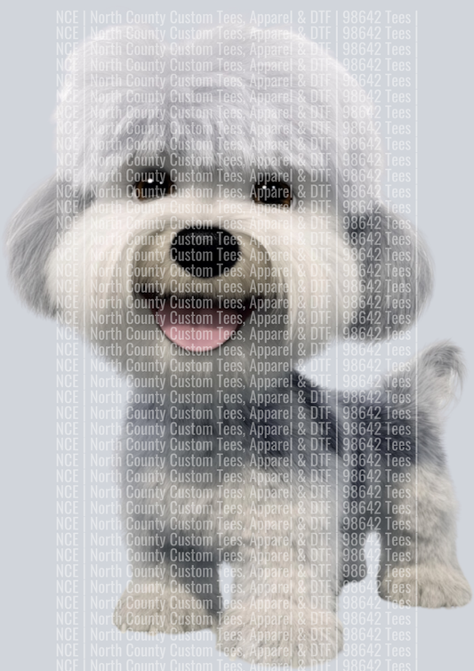 Dandi Dinmont Terrier (2)