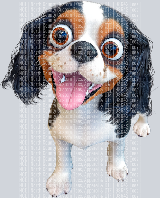 Cavalier King Charles Spaniel (5)