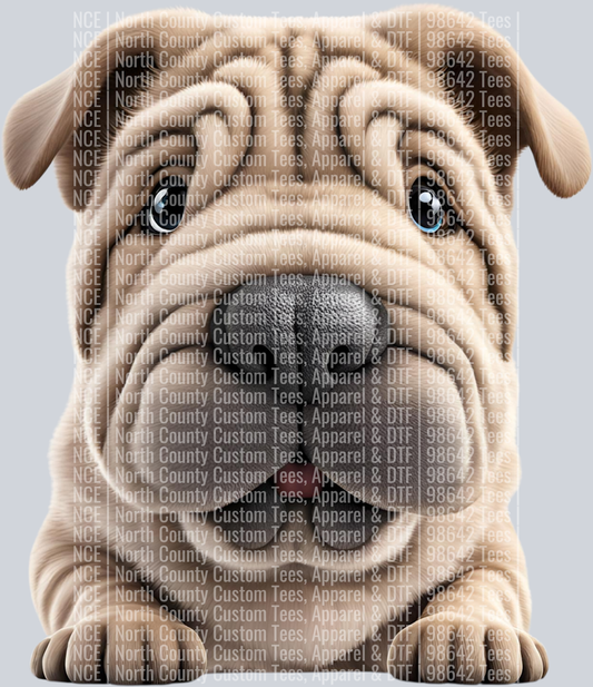 Sharpei (2)