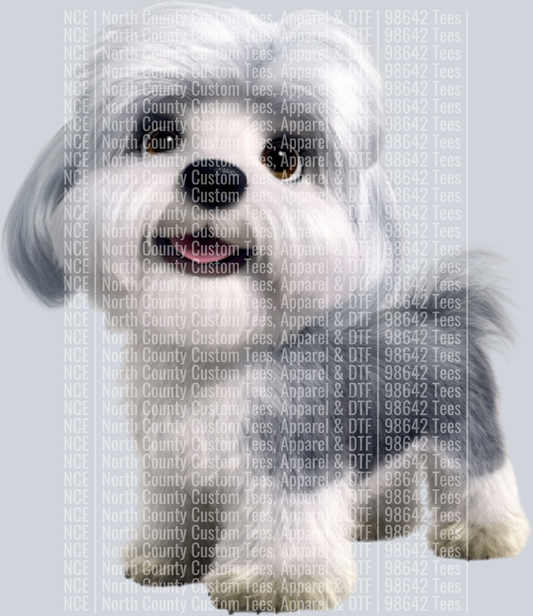 Dandi Dinmont Terrier (3)